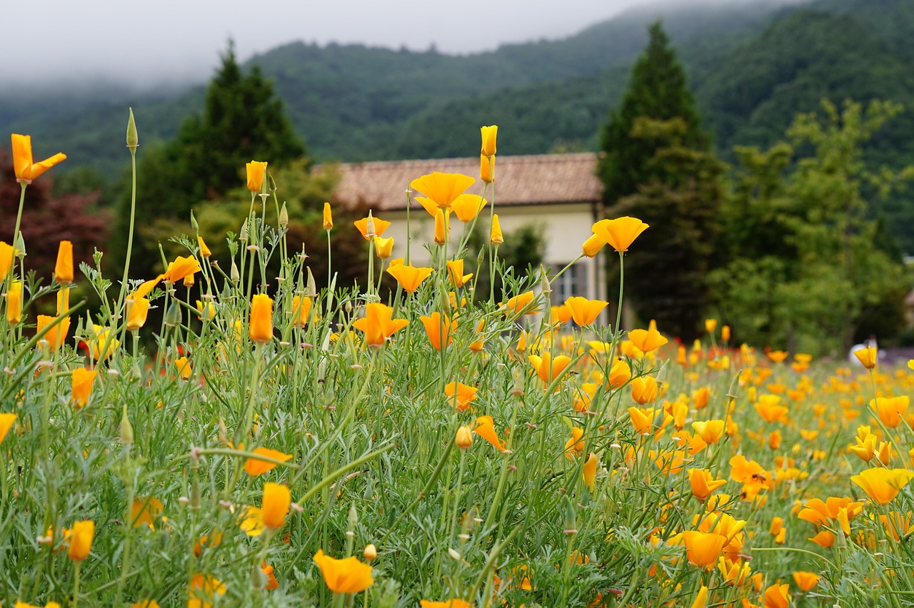CG阔叶罗布图雪茄:国外手机注册国内抖音账号