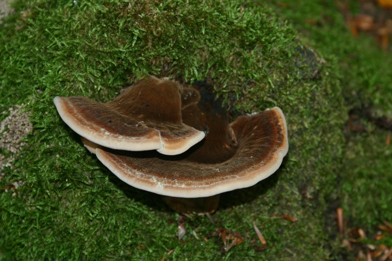 DogYun实名账号：粉丝最多的平台账号注册