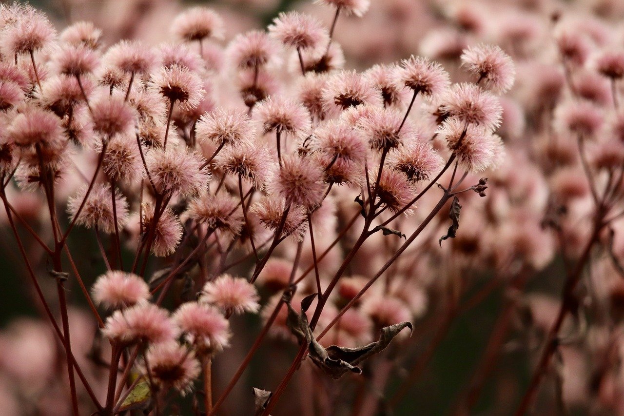 吸烟的社会与文化因素