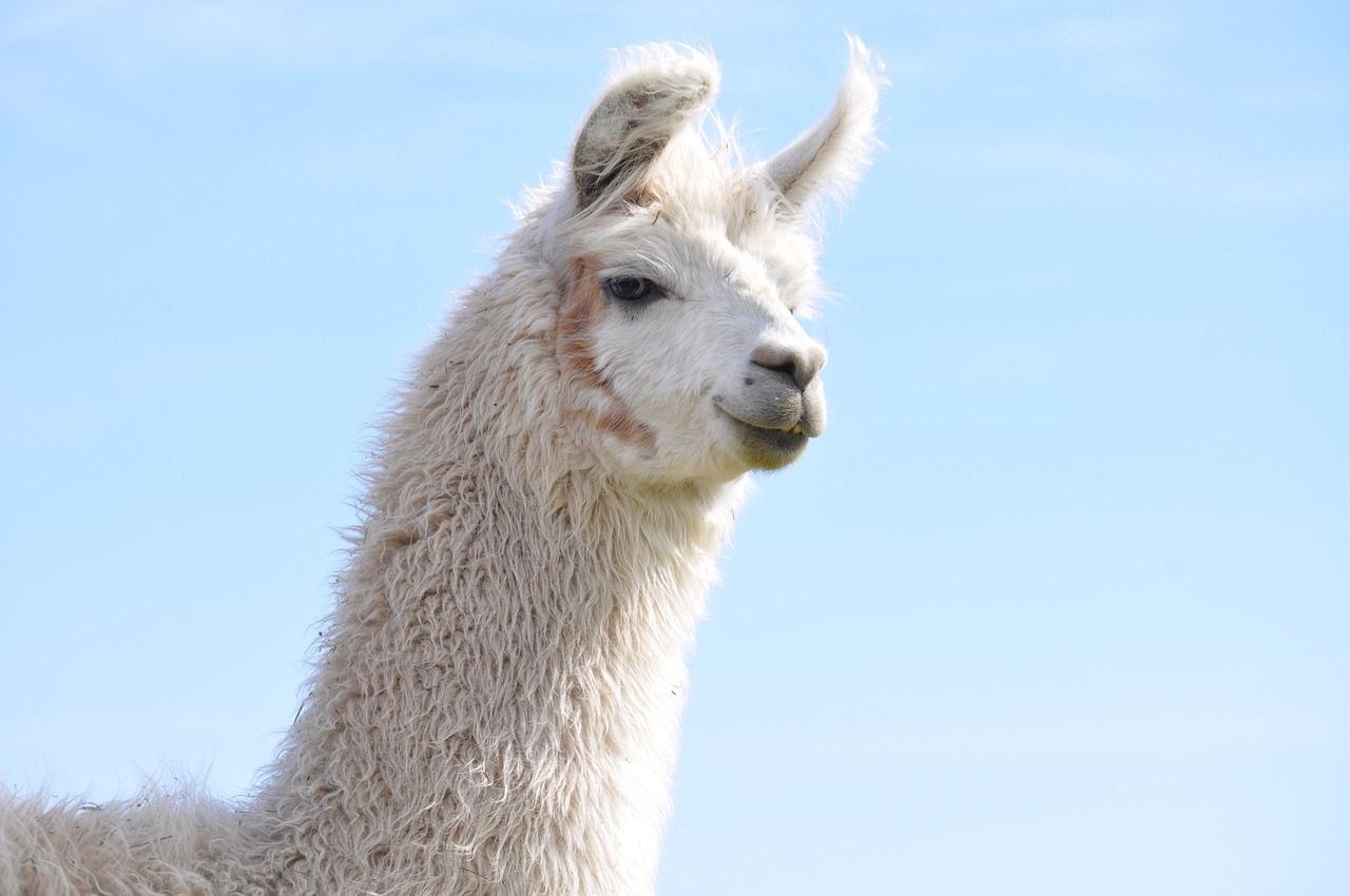 技术支持是否正在“破坏”游戏?