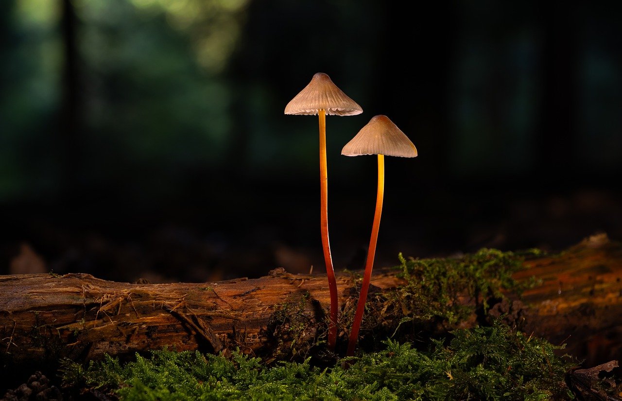 全民奇迹2：爱心筹APP详情下载教程